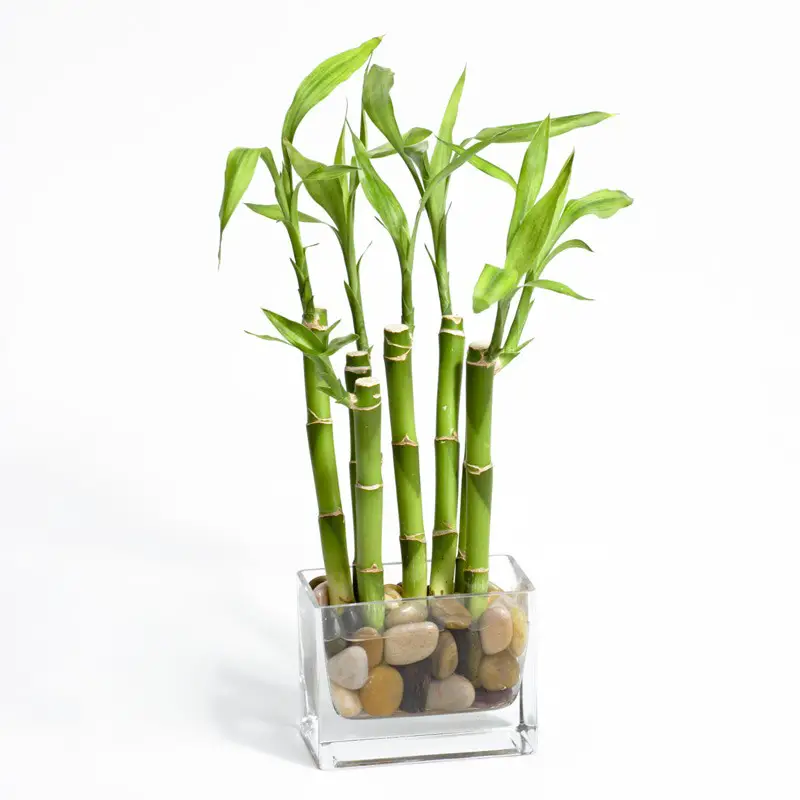 Muda de Bambu 