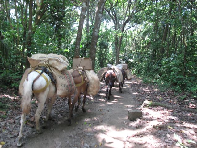 Mulas de Carga 