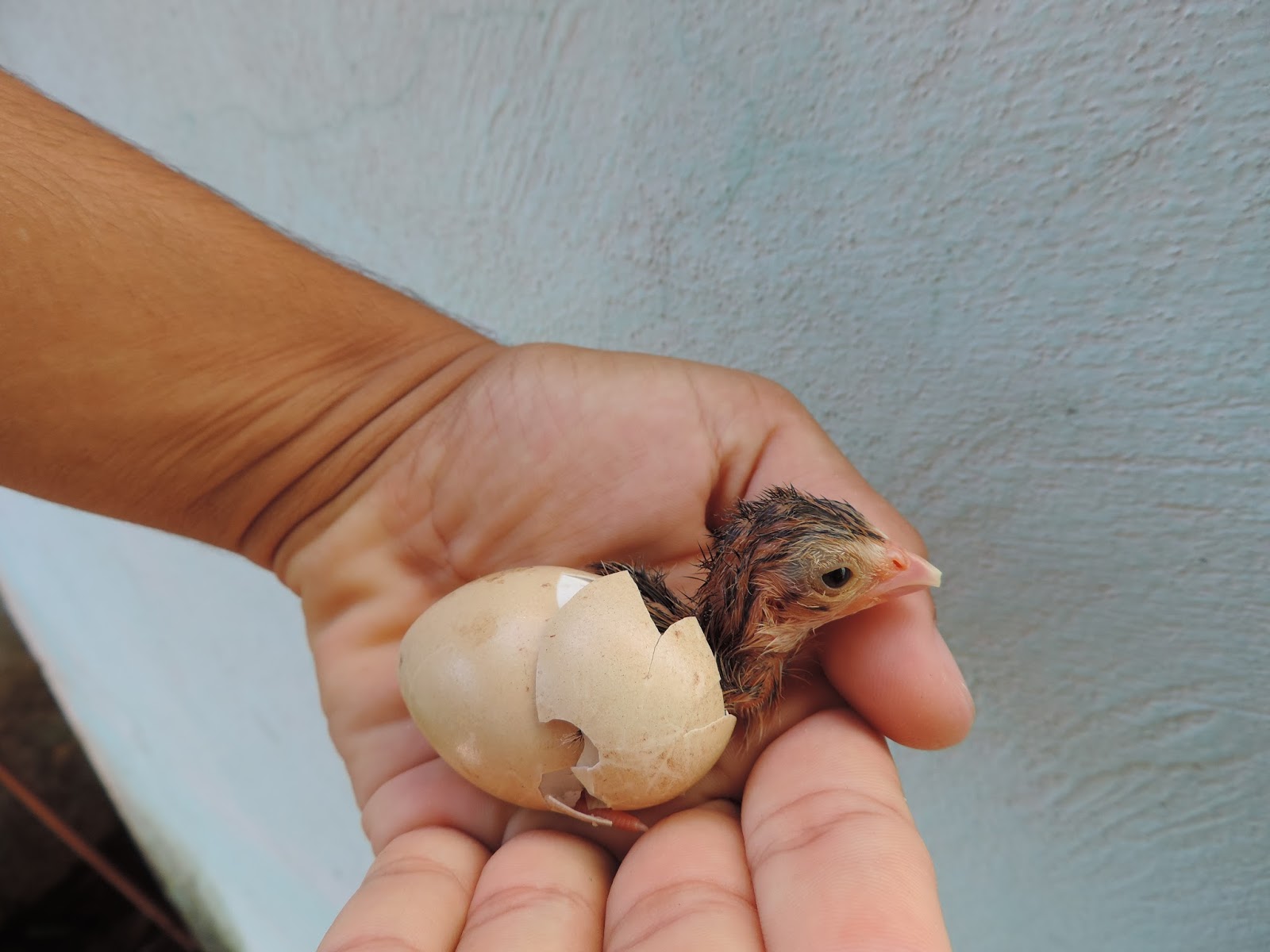 Nascimento das Aves 