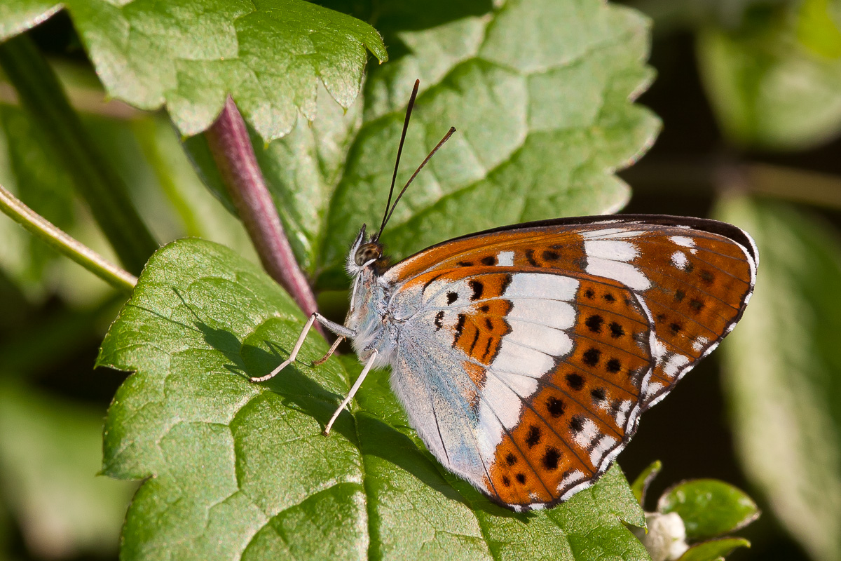 Nymphalidae