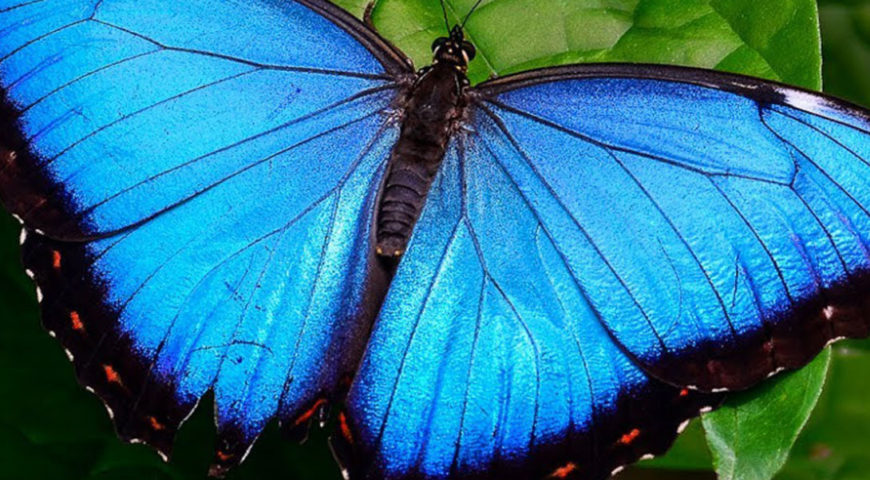 O Tamanho da Borboleta Seda-Azul