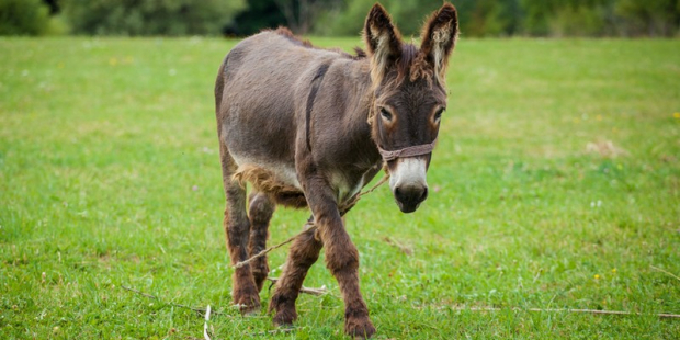 O temperamento do burro