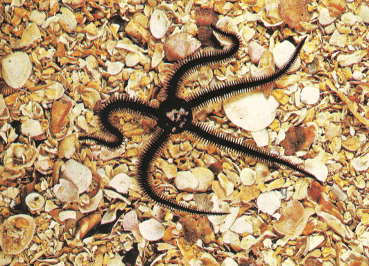 Ofiuro Negro