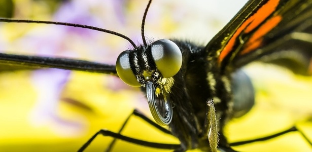 Olhos da Borboleta