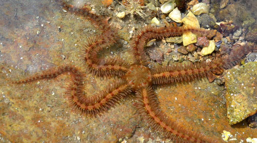 Ophiothrix Fragilis