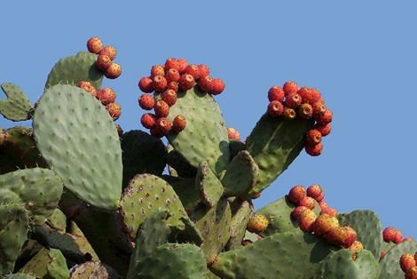 Opuntia Ficus-Indica