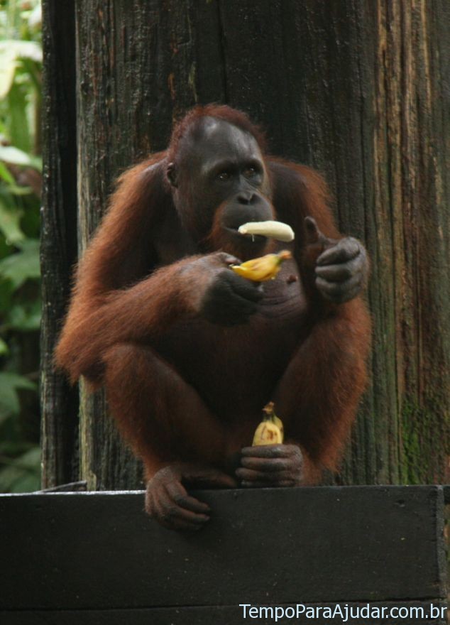 Orangotango Comendo Banana 
