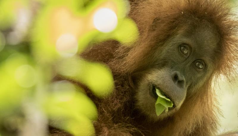 Orangotango Comendo Folhas 
