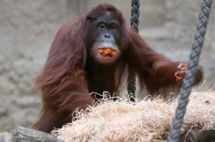 Orangotango se Alimentando