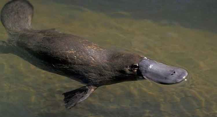 O nome científico do ornitorrinco é Ornithorhynchus anatinus