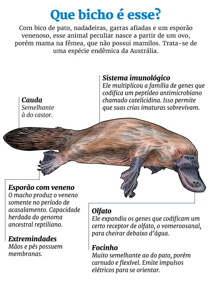 Resumo geral dos ornitorrincos