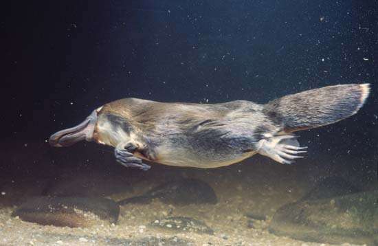 Ornitorrinco Nadando