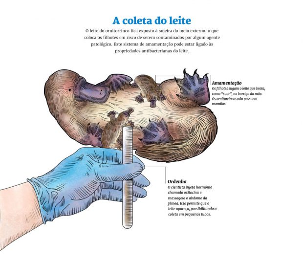 Leite de Ornitorrinco na Medicina