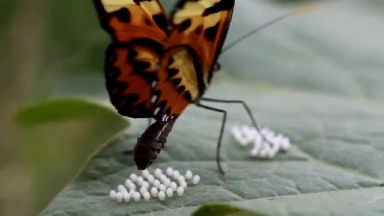 Ovos de Borboleta 