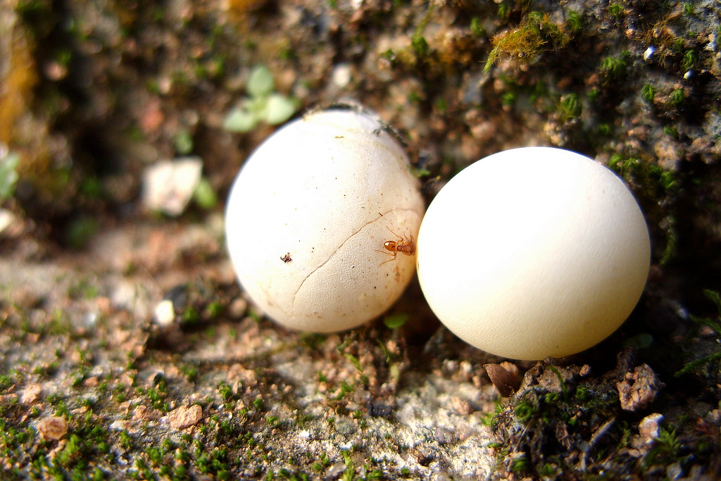 Ovos de Lagartixa 