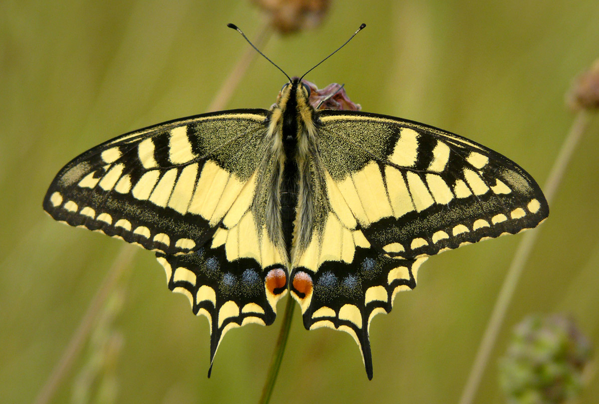 Papilio