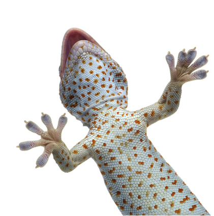 Patas das Lagartixas