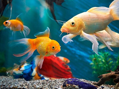 Peixes de Aquário