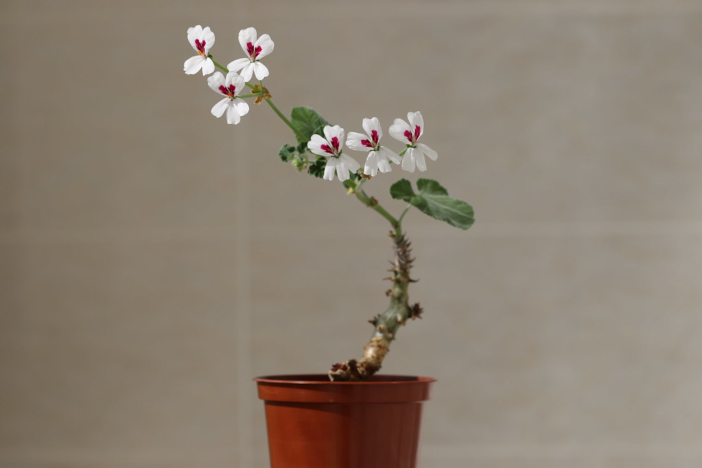 Pelargonium Echinatum no Vaso 