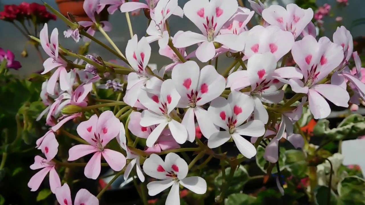 Pelargonium Echinatum