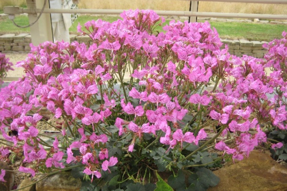 Pelargonium Endlicherianum