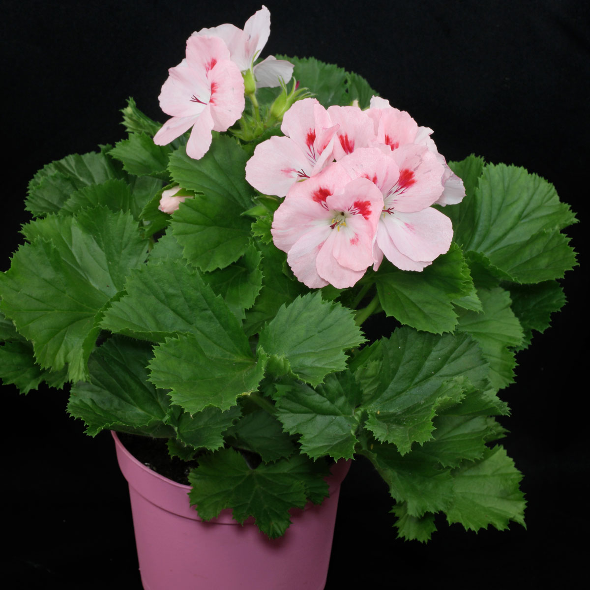 Pelargonium Grandiflorum