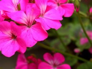 Pelargonium Hortorum Rosa