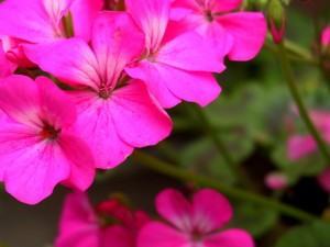 Pelargonium Hortorum Rosa 