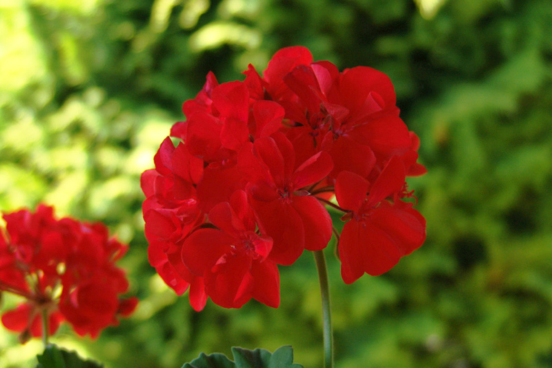 Pelargonium Hortorum Vermelha