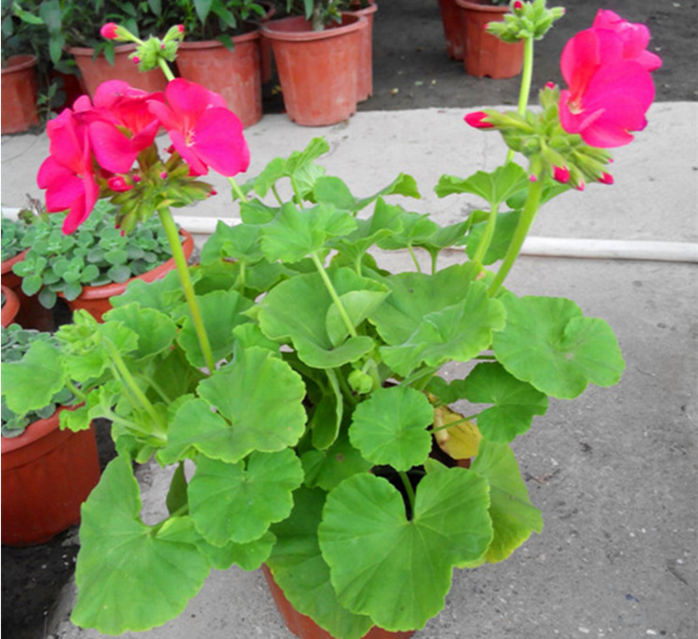 Pelargonium Hortorum