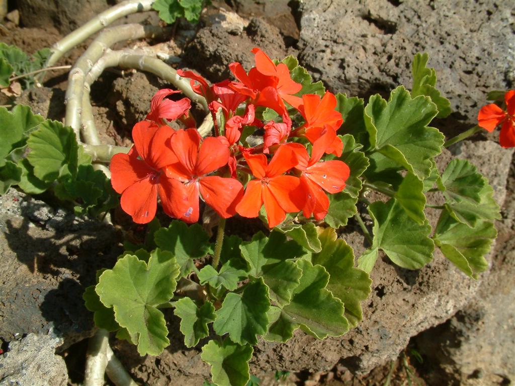 Pelargonium Inquinans