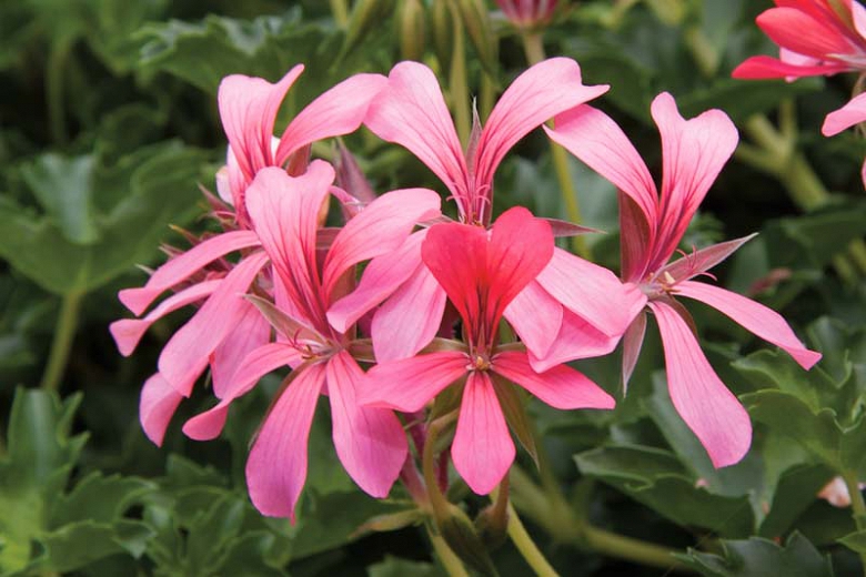 Pelargonium Peltatum