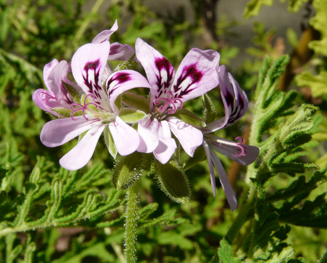 Pelargonium Radens