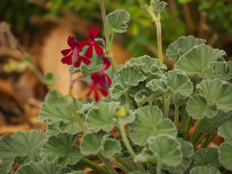 Pelargonium Sidoides