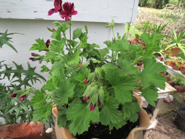 Pelargonium X Domesticum