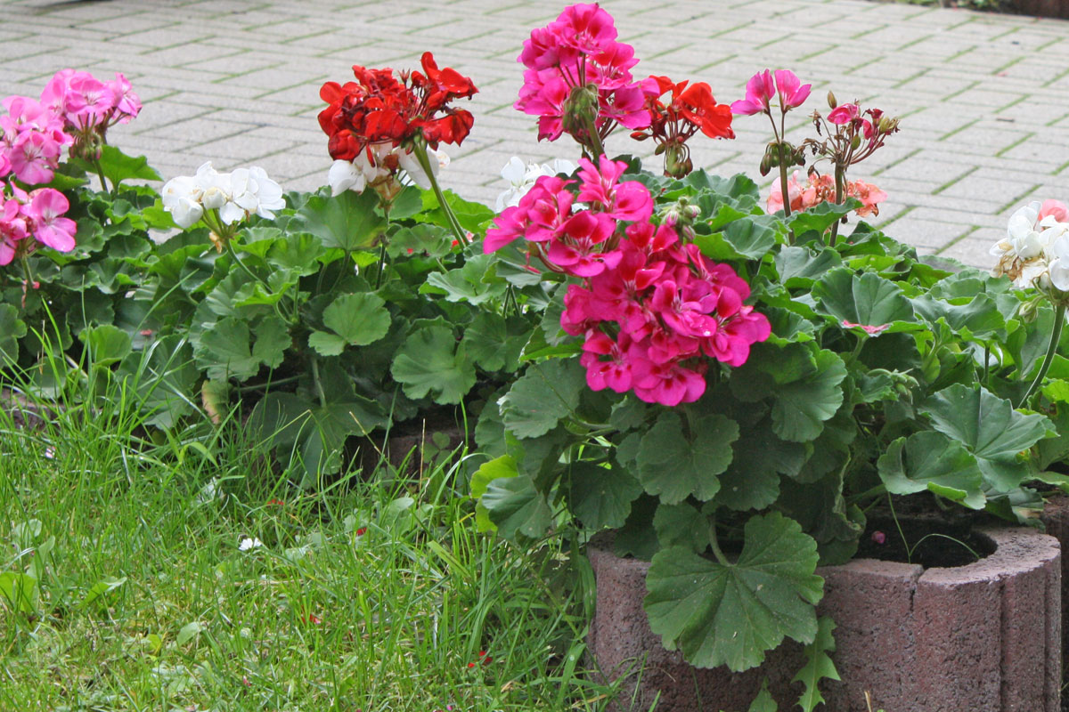 Pelargonium Zonale