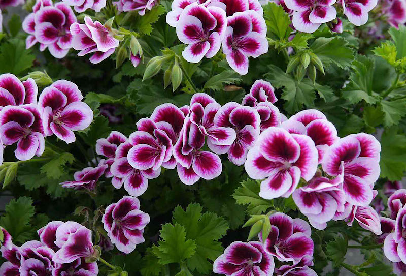 Pelargonium x Domesticum