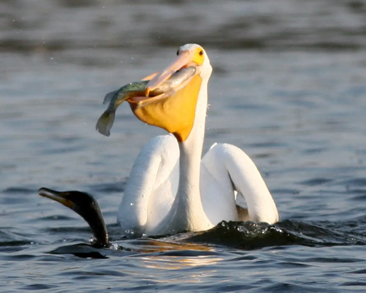 Pelicano se Alimentando 