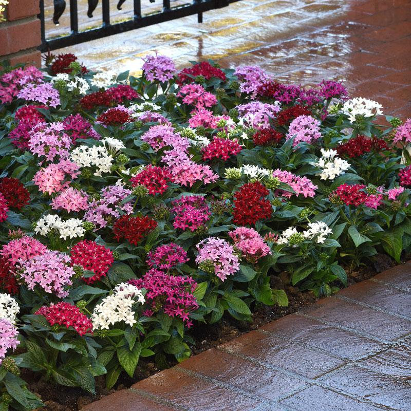 Sunpatiens É Flor De Sol Pleno E Aguenta Calor - Minhas Plantas