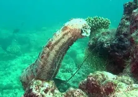 Pepino do Mar se Alimentando 