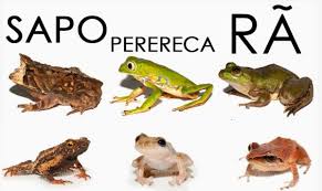 Perereca, Sapos E Rãs