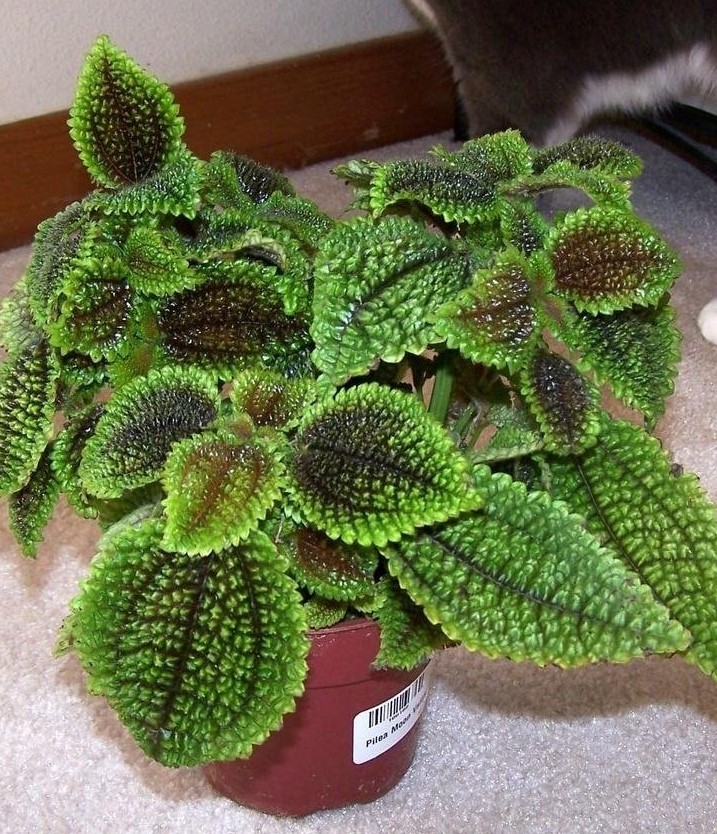 Pilea Involucrata