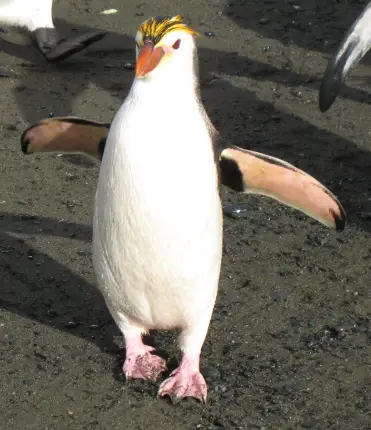 Pinguim-Real