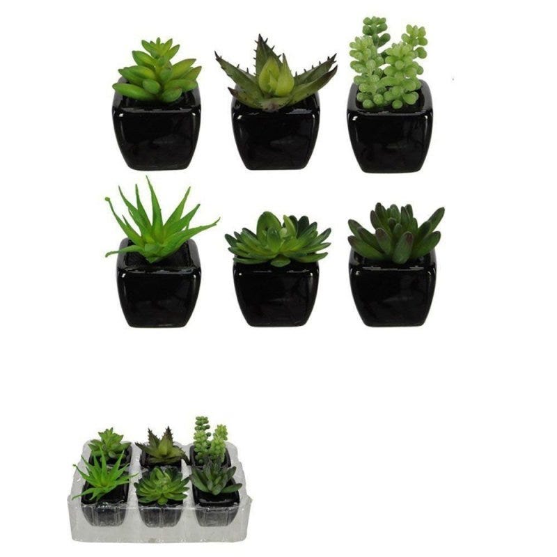 Como Fazer Mudas e Regar Plantas Suculentas?