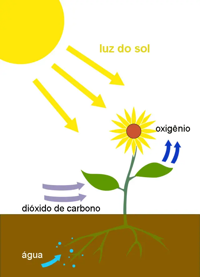 Plantas Absorvendo o Sol 