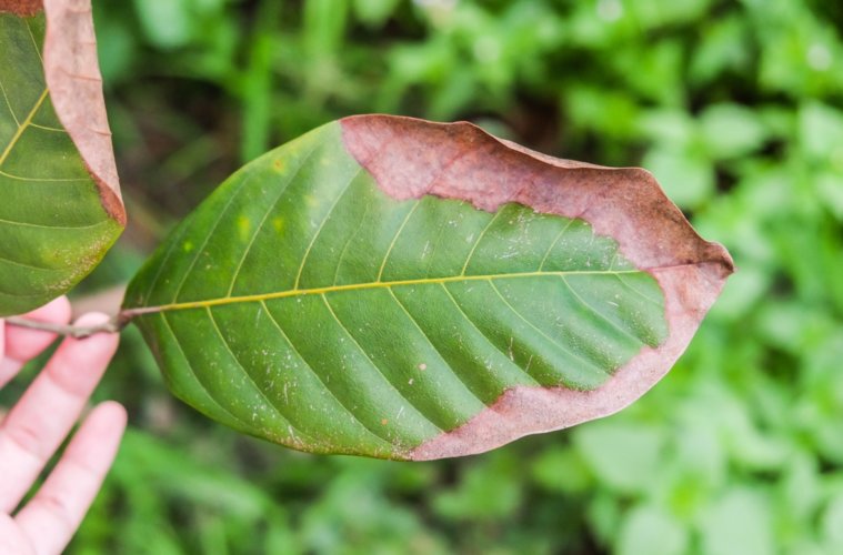 Plantas Sem Cloreto de Potássio