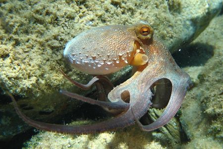 Tudo Sobre o Polvo: Características, Nome Cientifico e Fotos