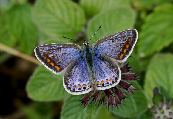 Polyommatus Icarus