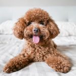Poodle Em Cima da Cama