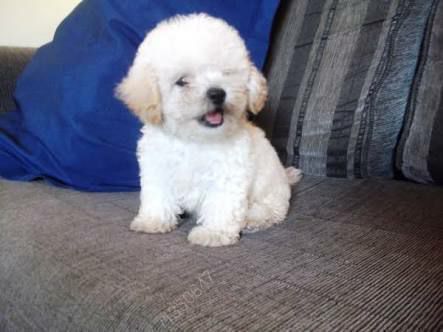 Quantas Vezes Por Dia um Filhote de Poodle Deve Comer?